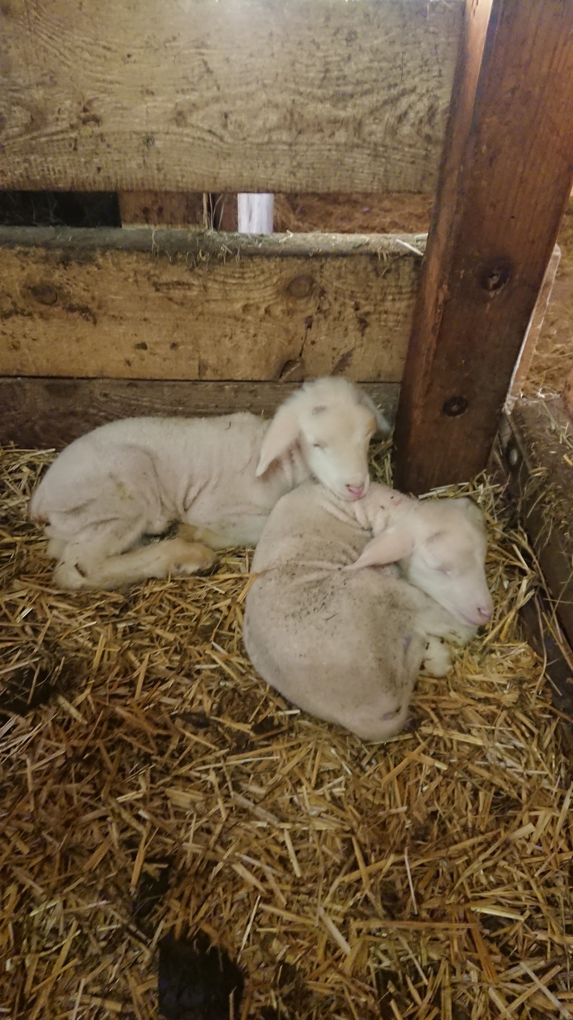 Laemmer im Stall auf Ochis Biobauernhof