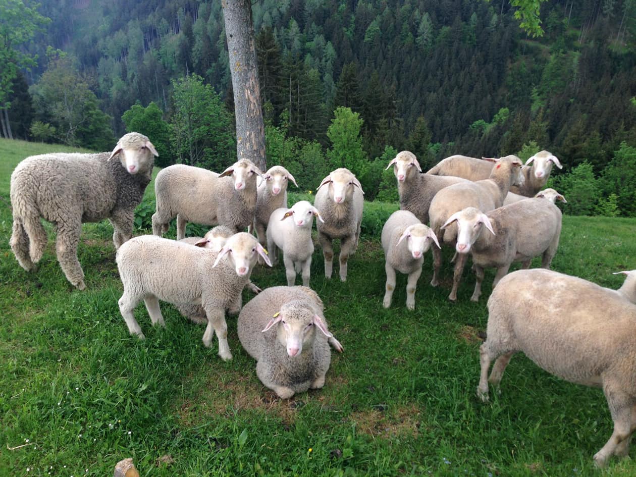 Schafe auf der Weide am Biobauernhof
